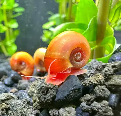 Red Ramshorn Snails – Great for Any Aquarium, View more