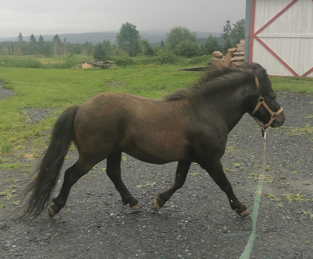 Saillie étalon miniature  dans Chevaux et poneys à adopter  à St-Georges-de-Beauce - Image 3