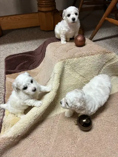 Bichon Frise pups, View more