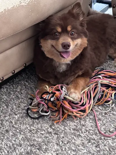 Adult Male Pomsky ❤️, View more