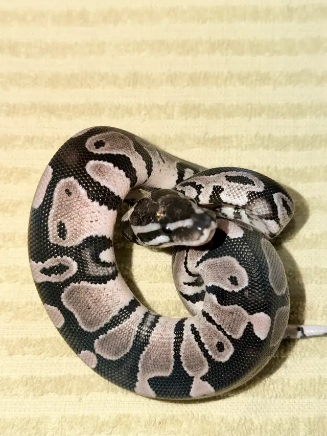 Pair of axanthic het pied ball pythons will trade | Reptiles ...