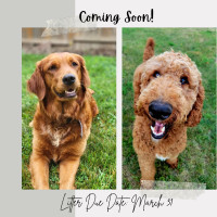 Coming Soon! Gorgeous Red Goldendoodles.