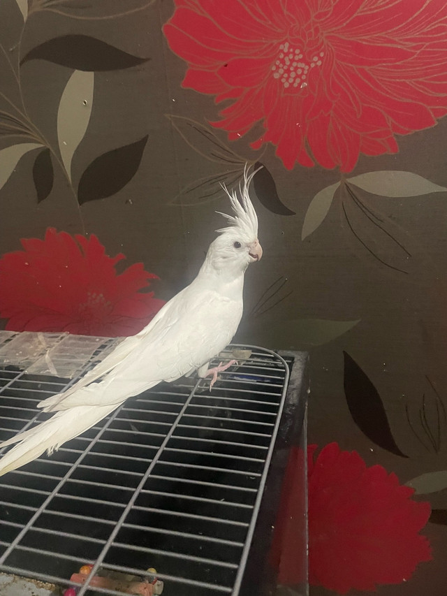 femelle cocktail avec cage dans Oiseaux à adopter  à Laval/Rive Nord - Image 4