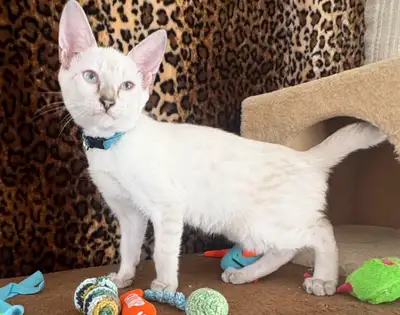 Chaton Savannah mâle F5 (c. bleu), View more