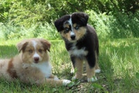 CKC Australian Shepherds