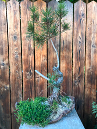 Bonsai Japanese Black Pine