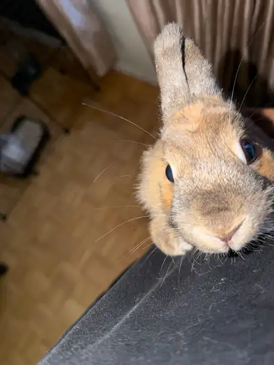 pure bred baby rabbit for sale, View more