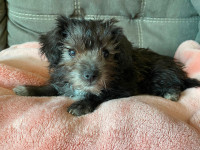 "ShorkiePoo Puppies: (2 left) Adorable Girls Available!"