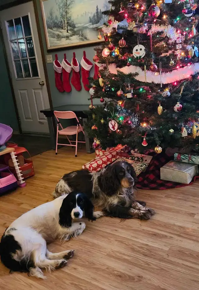*Ready to go* English Springer Puppies in Dogs & Puppies for Rehoming in Truro - Image 6