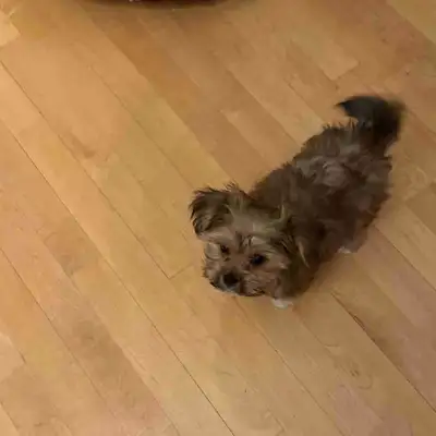 Shortky  named Chanel, View more