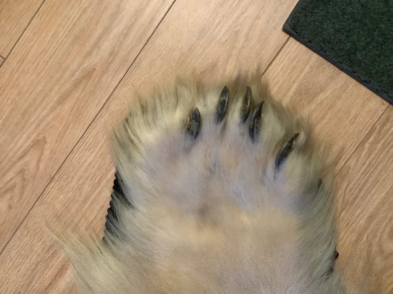 Polar bear skin/rug…immaculate condition. All original paperwork