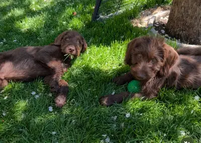 Hi, I’m a responsible, trustworthy, pet owner, that has raised many precious personal pets. Experien...