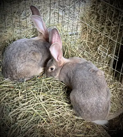**3-Month-Old Continental/Flemish Giant – Lynx** males and females available. Beautiful **3-month-ol...