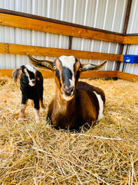 Alpine - Nubian - Boer crossbred Goats for sale