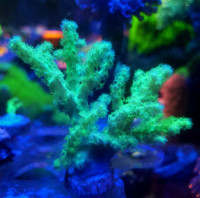 Palau green nepthea - saltwater coral frag