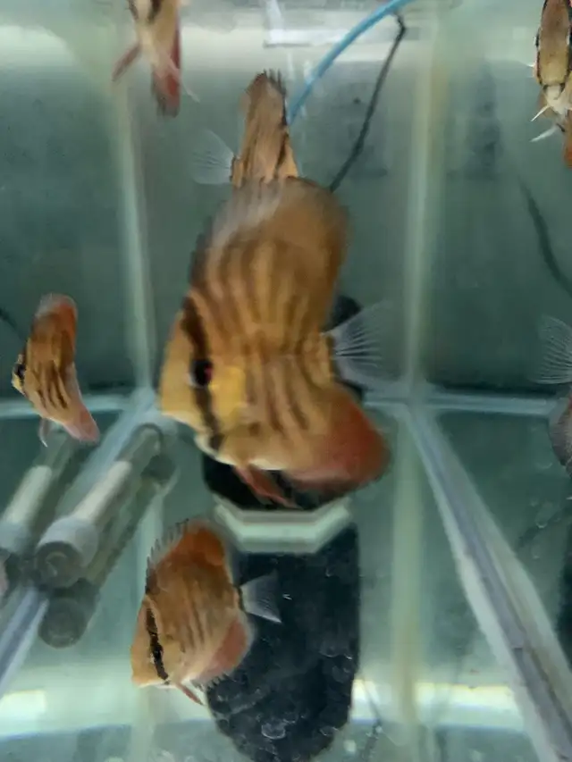 Update: Tons of baby Discus fish for sale now all 10$ in Fish for Rehoming in Mississauga / Peel Region - Image 7
