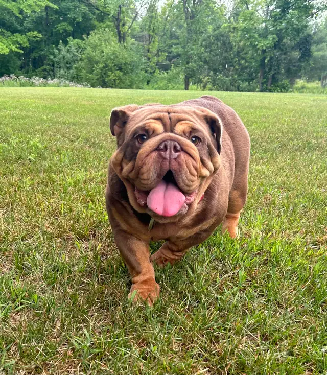 ⭐️BULLDOG ANGLAIS⭐️ in Dogs & Puppies for Rehoming in Québec City - Image 8