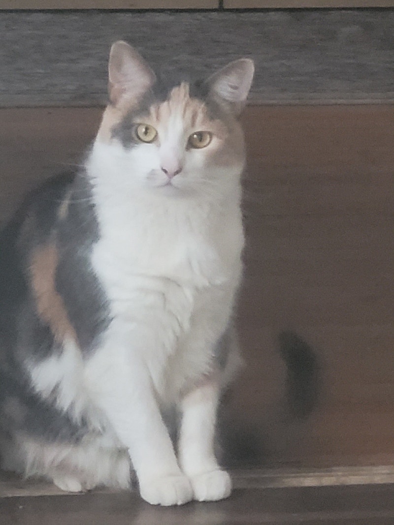 Lost cat in Mt. Pleasant Lost & Found Calgary Kijiji