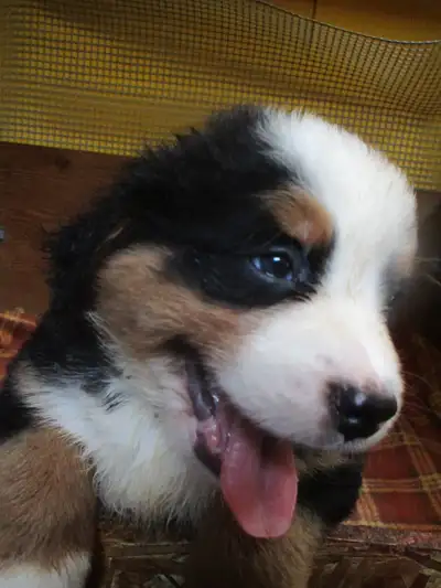 Bernese Mountain Puppies, View more
