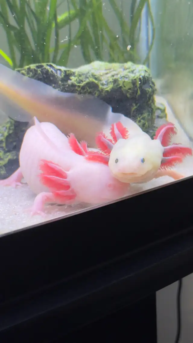 Aquarium Axolotl in Fish for Rehoming in Oakville / Halton Region - Image 7