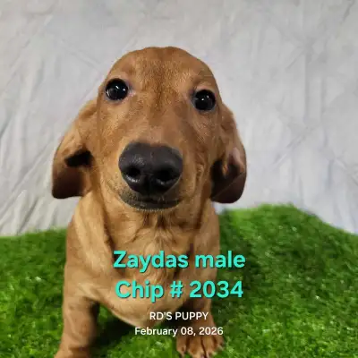MALE DACHSHUND PUPPIES, View more