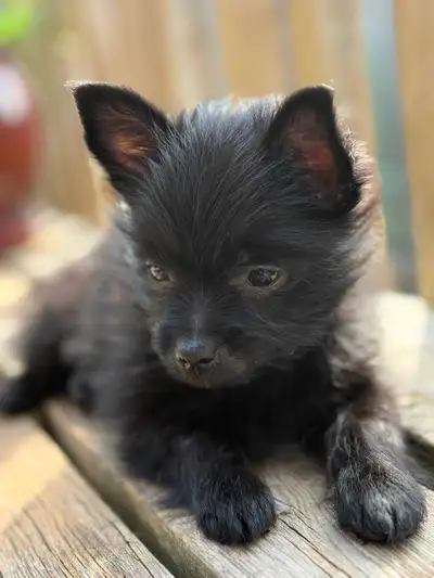 Ultra Rare Black Yorkie Puppies!!! Hypoallergenic & Vaccinated, View more