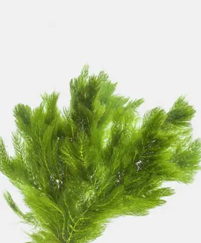 Very beautiful plant hornwort for sale, View more