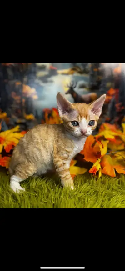 Ginger with white devon rex kitten girl, View more