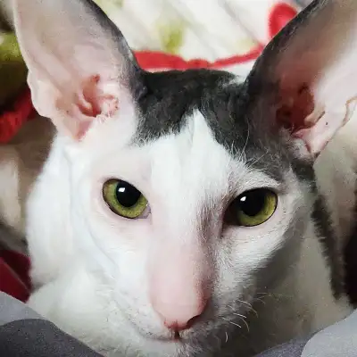 Chat Rex Cornish , View more