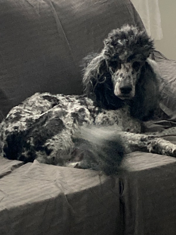 Merle standard poodle Dogs & Puppies for Rehoming Hamilton Kijiji
