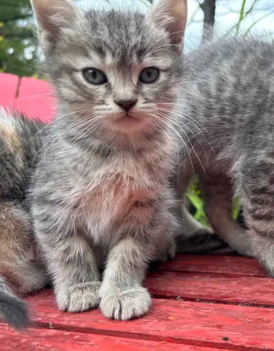 HALF PERSIAN KITTENS $260 - Pickering , View more