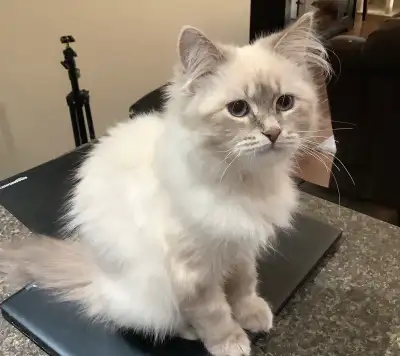 Registered Purebred Siberian Kitten, View more