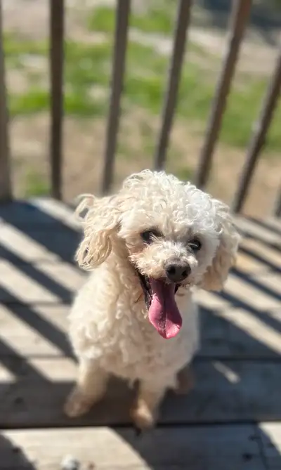 Toy Poodle , View more