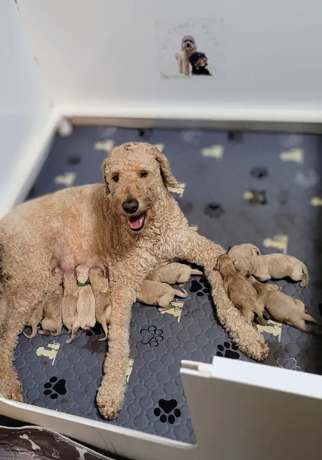 Goldendoodle puppies have arrived! in Dogs & Puppies for Rehoming in Vancouver - Image 4