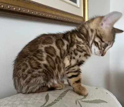 Bengal kittens pur de chez pur ! à qui la chance, View more