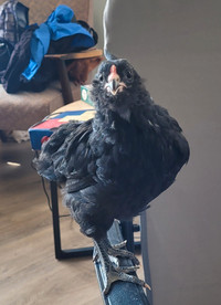 Young Ameraucana Rooster/cockerel 