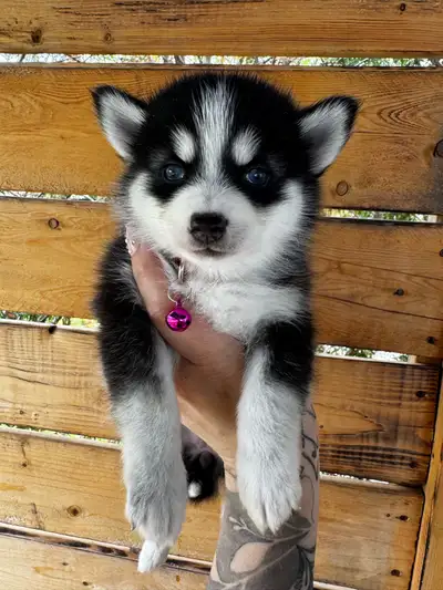 Nos prix varient de 2000 à 3000$ et 2 chiots blanc à 1700$ chacun Nous avons quelques chiots de disp...