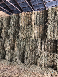 Big 100 % alfalfa square bales for sale 