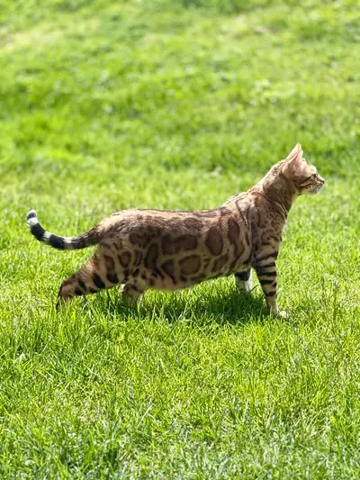 Purebred Bengal Cat, View more