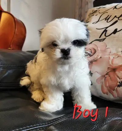 Shih-Tzu puppies, View more