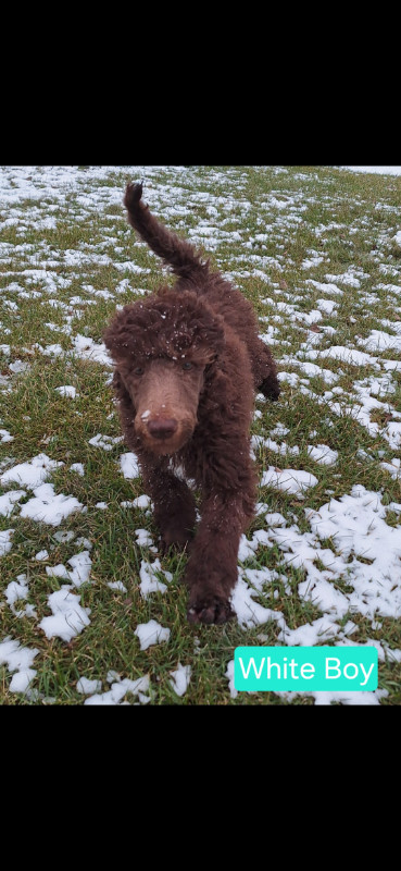 Super Sweet Standard Poodle Pups in Dogs & Puppies for Rehoming in Edmonton