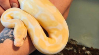 Albino banana Ball python 