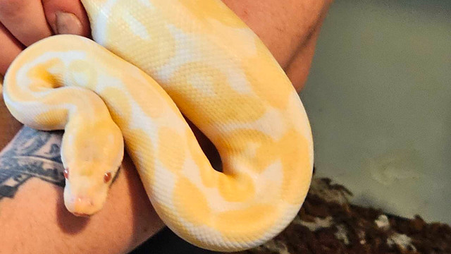 Albino banana Ball python  in Reptiles & Amphibians for Rehoming in Abbotsford