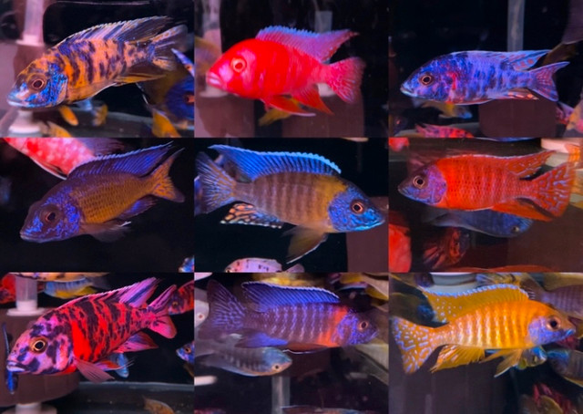 Big selection of high quality cichlids fish! in Fish for Rehoming in Vancouver - Image 2