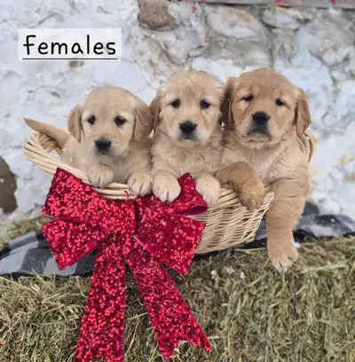 Golden Retriever Puppies, View more
