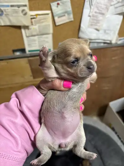 extra small apple head Chihuahua, View more