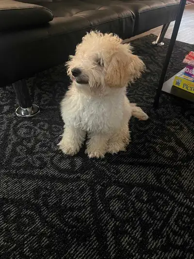 Beautiful Bichon Poodle Puppy – Fully Vaccinated + Extras, View more
