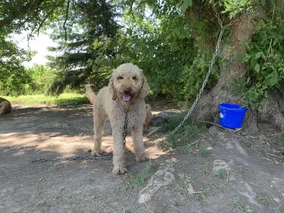Male standard poodle for rehoming, View more