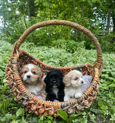 American Cocker Spaniel Puppies In photos: Left - Male Middle - Male Right - Female Very friendly, o...
