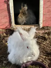 Angora rabbits 
